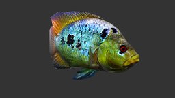 Rainbow Cichlid