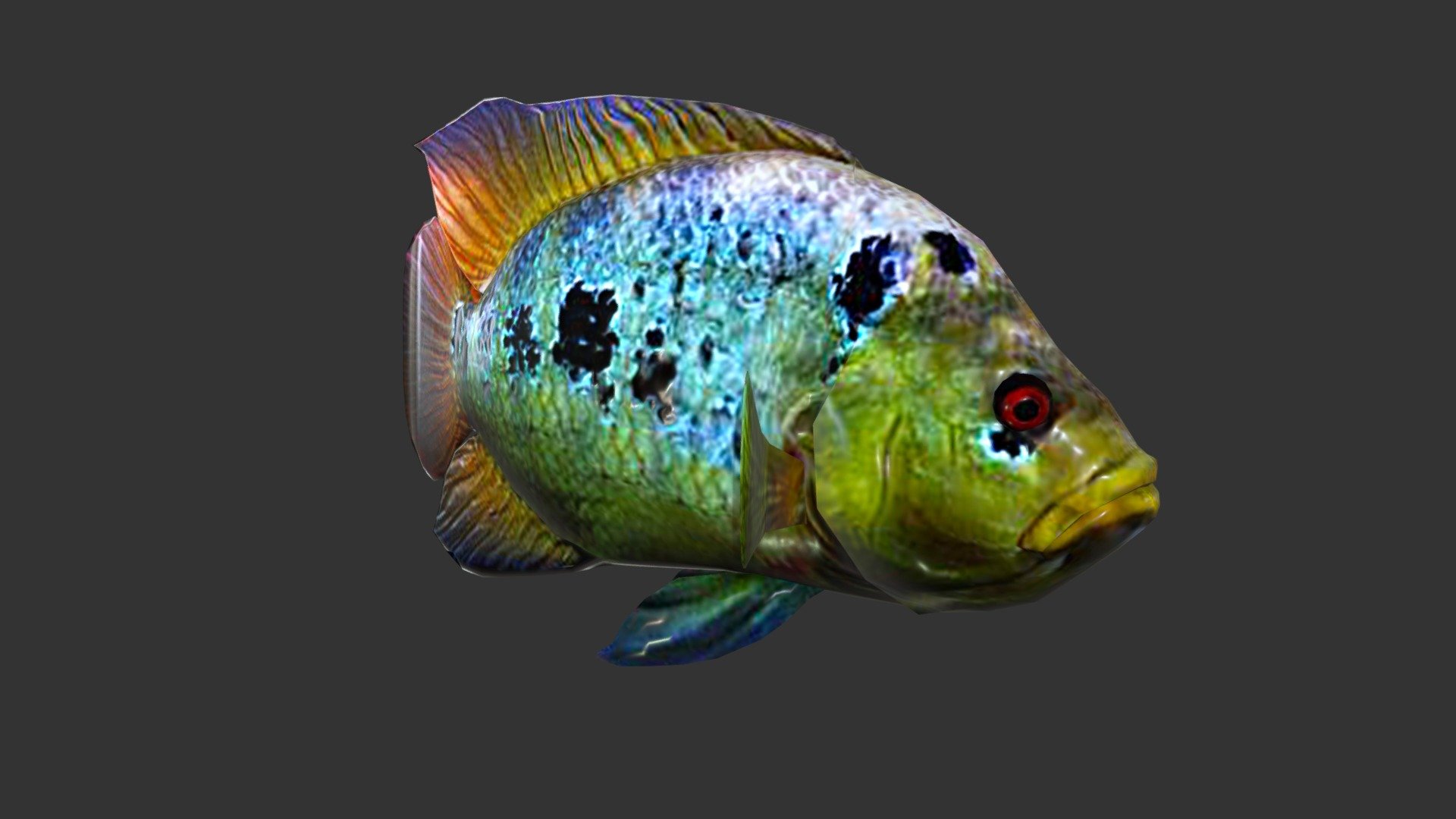 Rainbow Cichlid 3d model