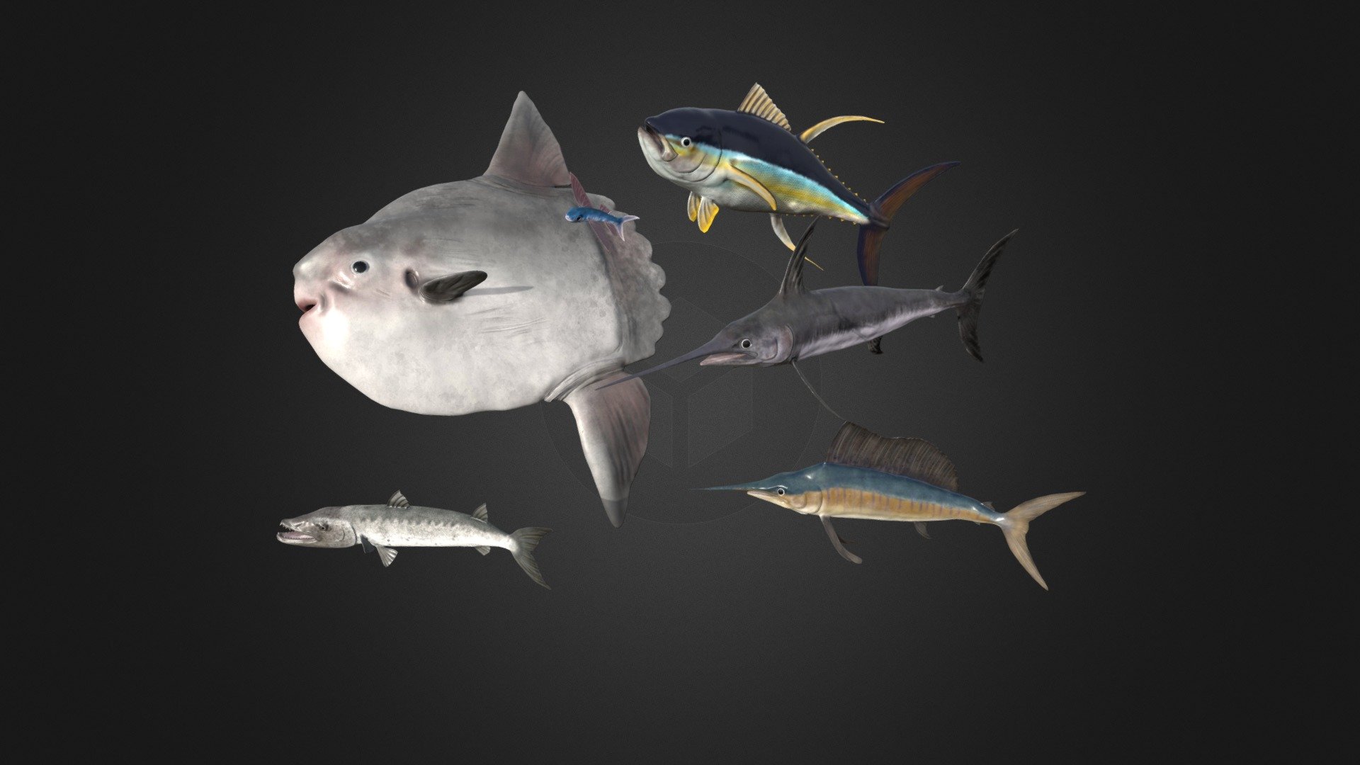 Sea fish pack 3d model