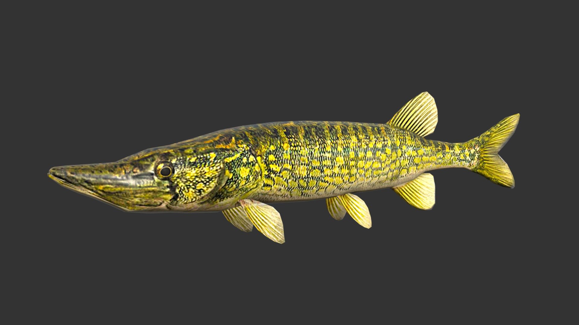 Pike 3d model