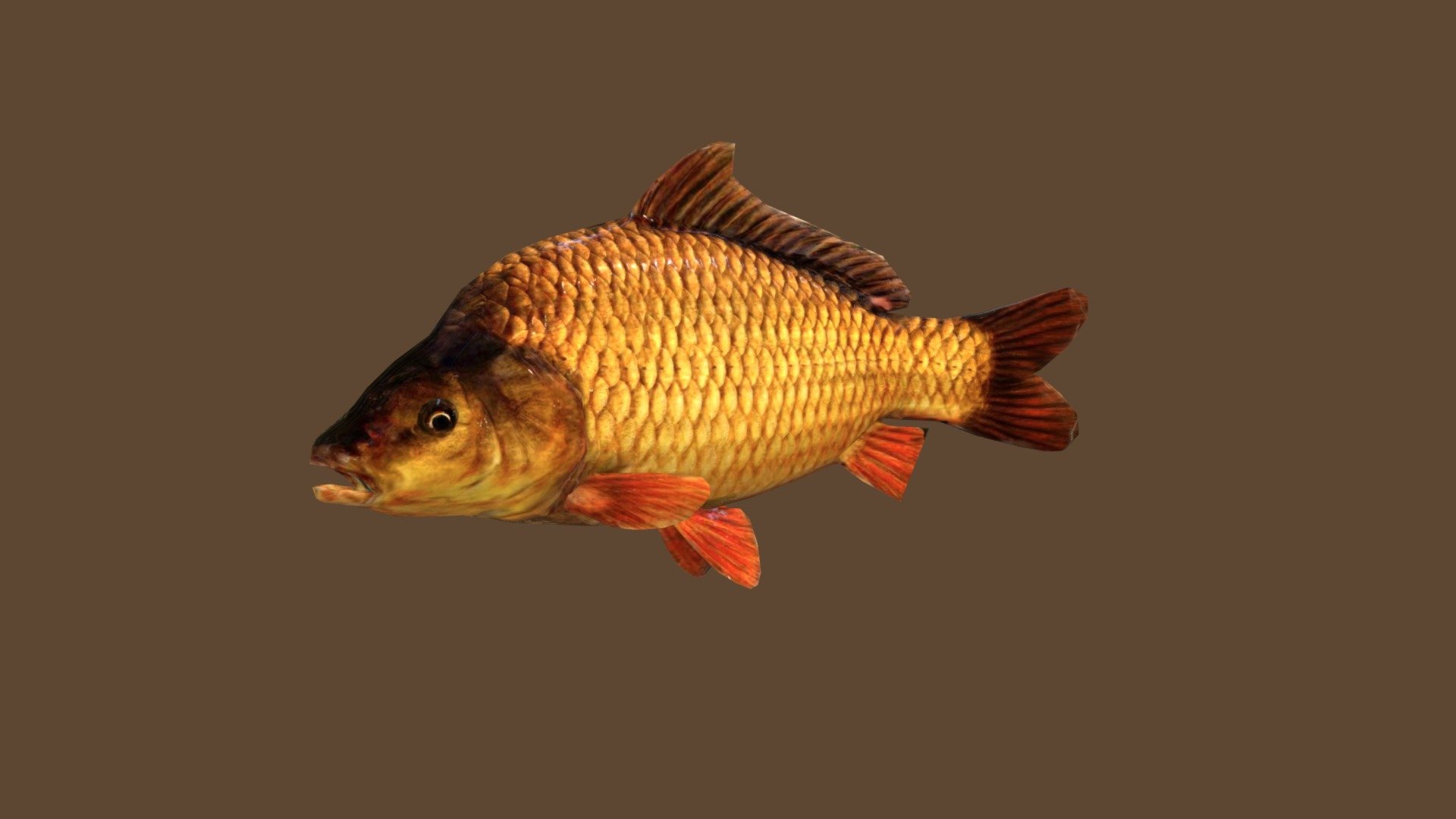 Carp 3d model