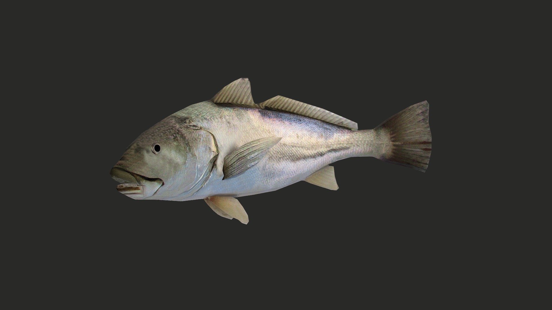 Corvina 3d model