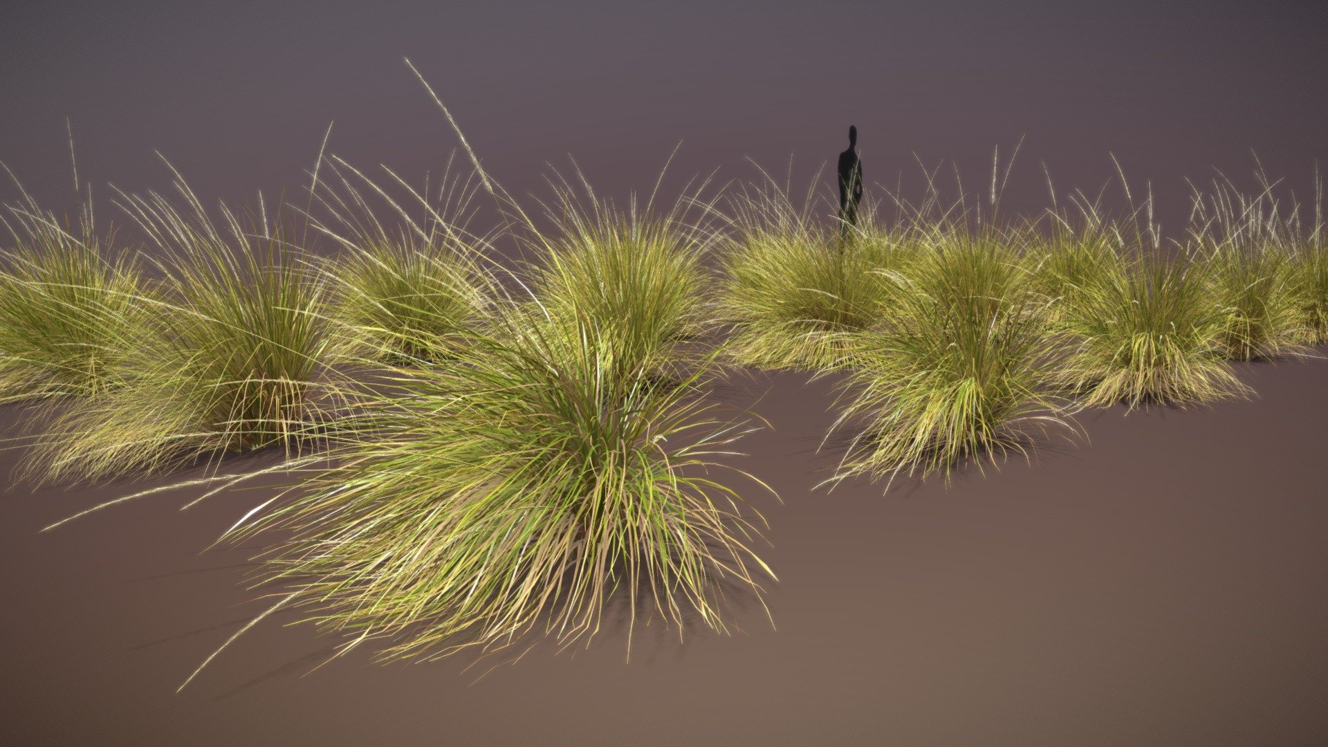 Festuca Mairei ornamental grass (15 plants) 3d model