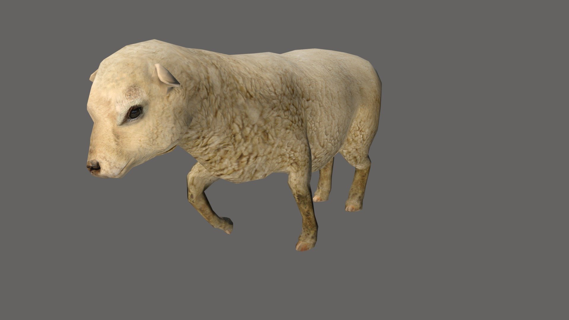 Sheep 3d model