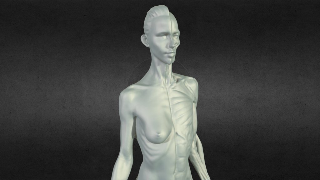 Female Anatomy Statue 3D scan 3d model