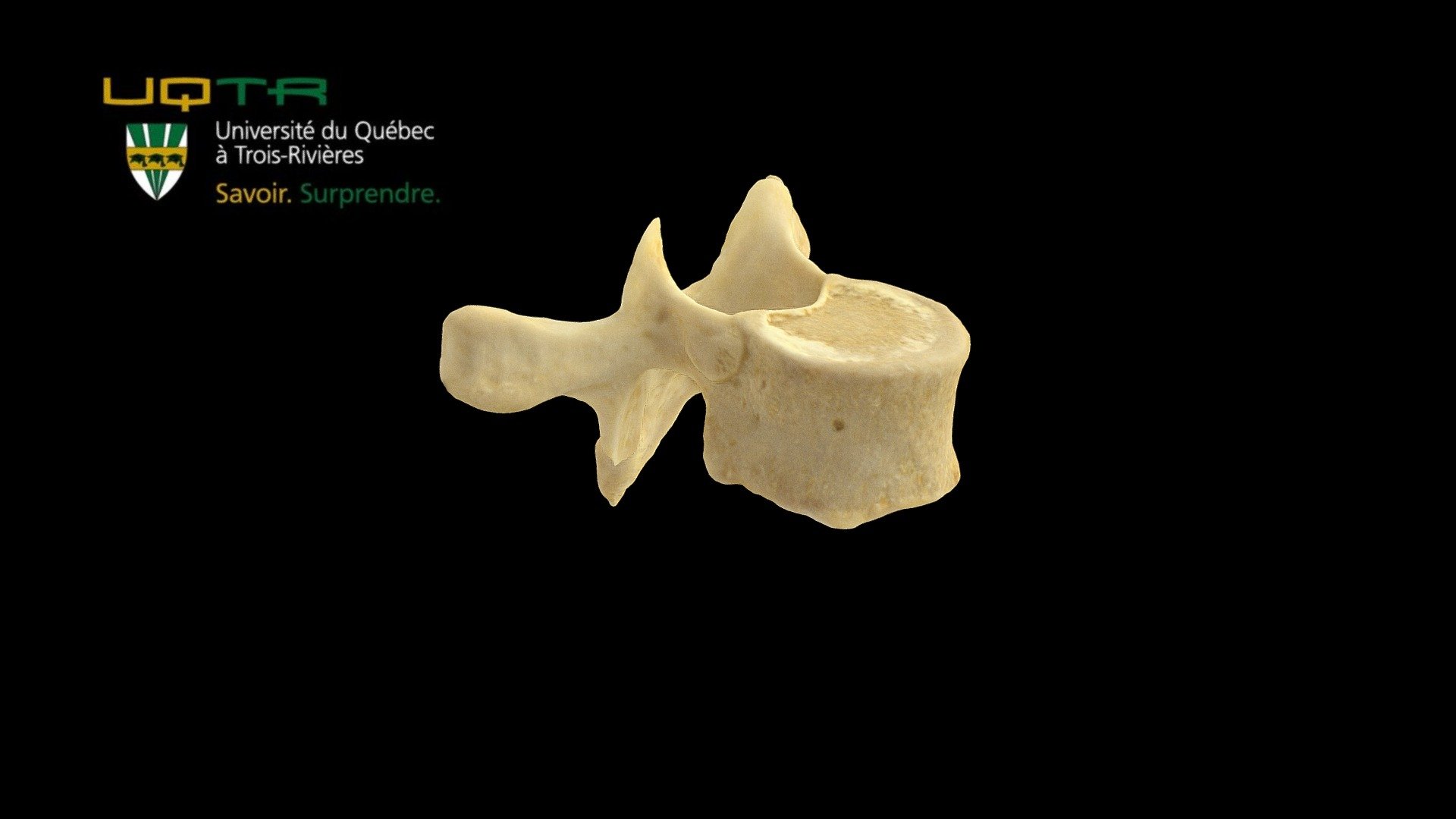 Vertèbre dorsale / Thoracic vertebra 3d model