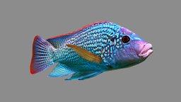 Oreochromis