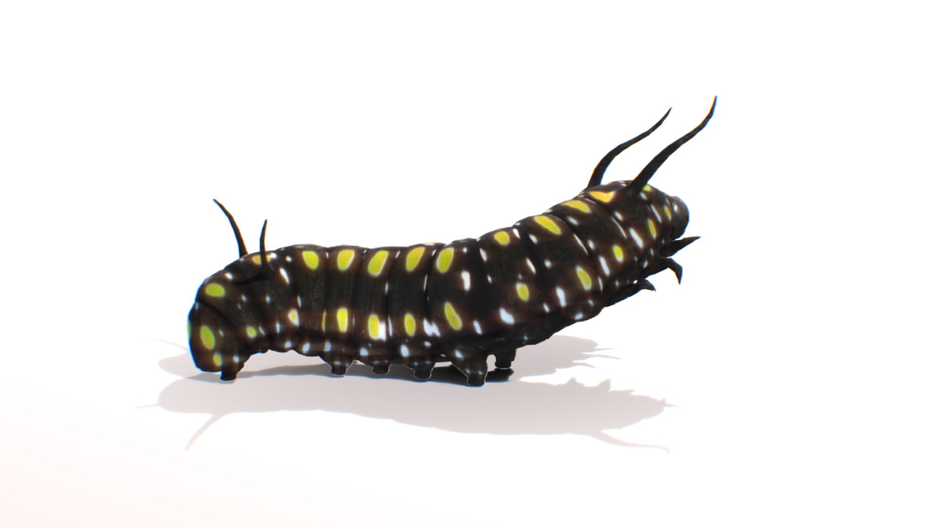 Dark Blue Tiger Butterfly Caterpillar 3d model