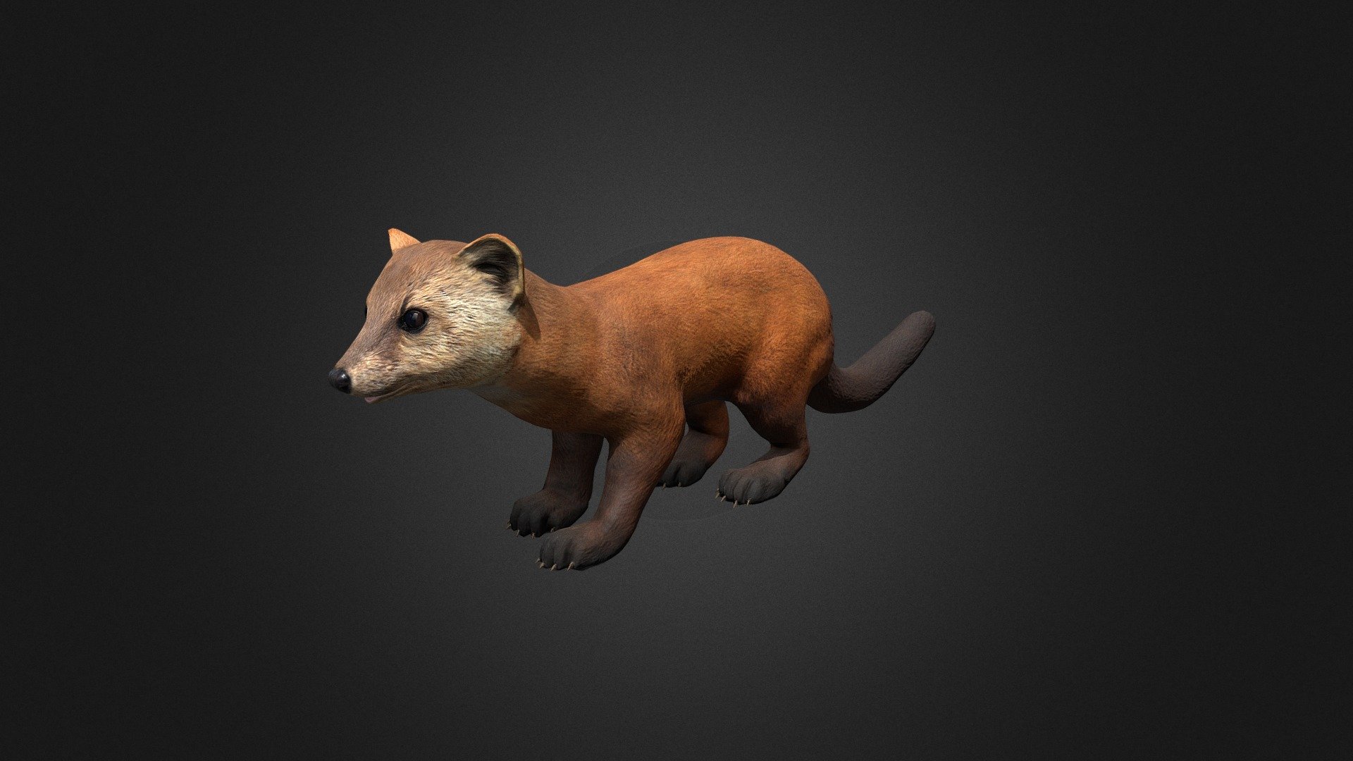 Marten 3d model