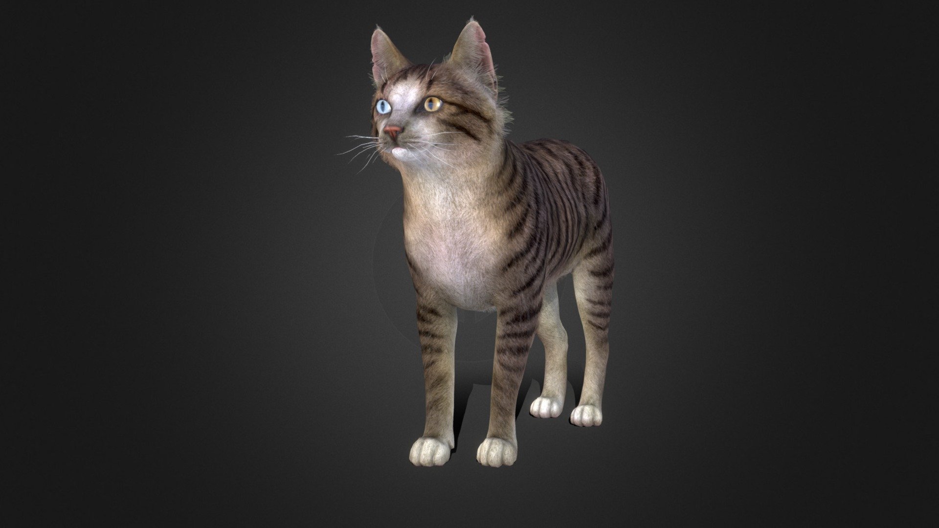 Cat Stray 3d model