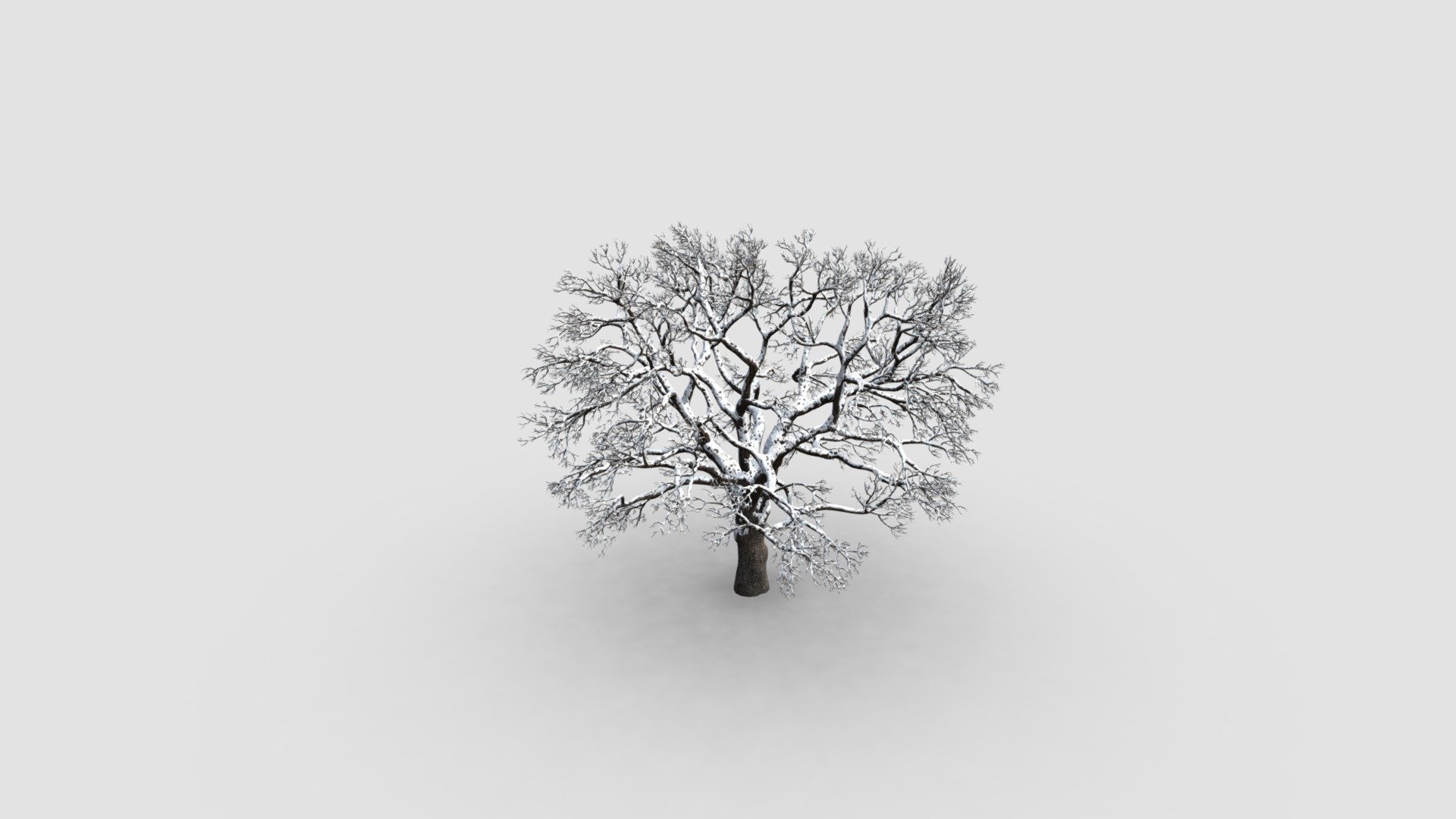 oak tree 3d model