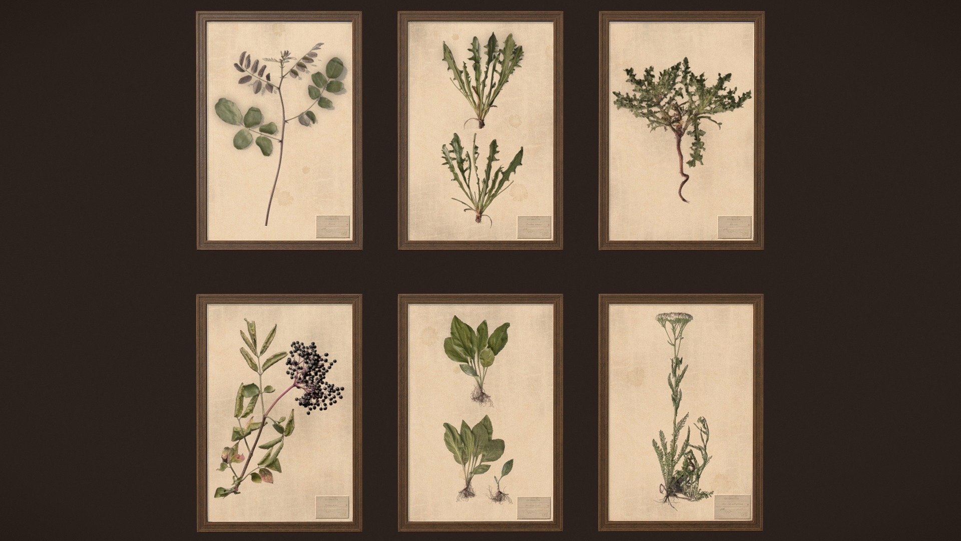 Herbarium pictures 3d model