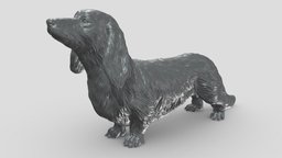 Long Haired Dachshund V2 3D print model