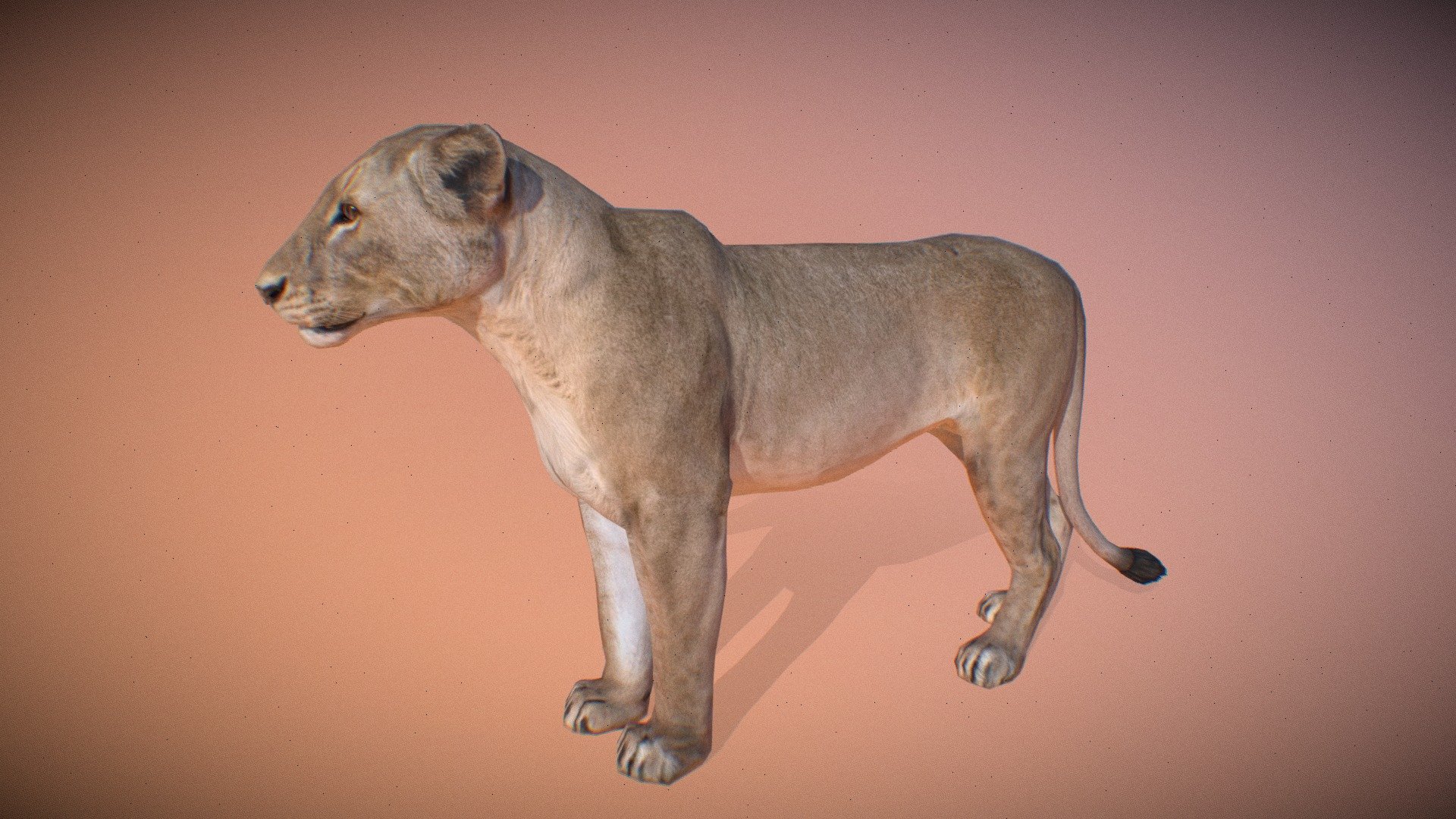 Animalia 3d model