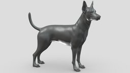 Zwergpinscher V1 3D print model