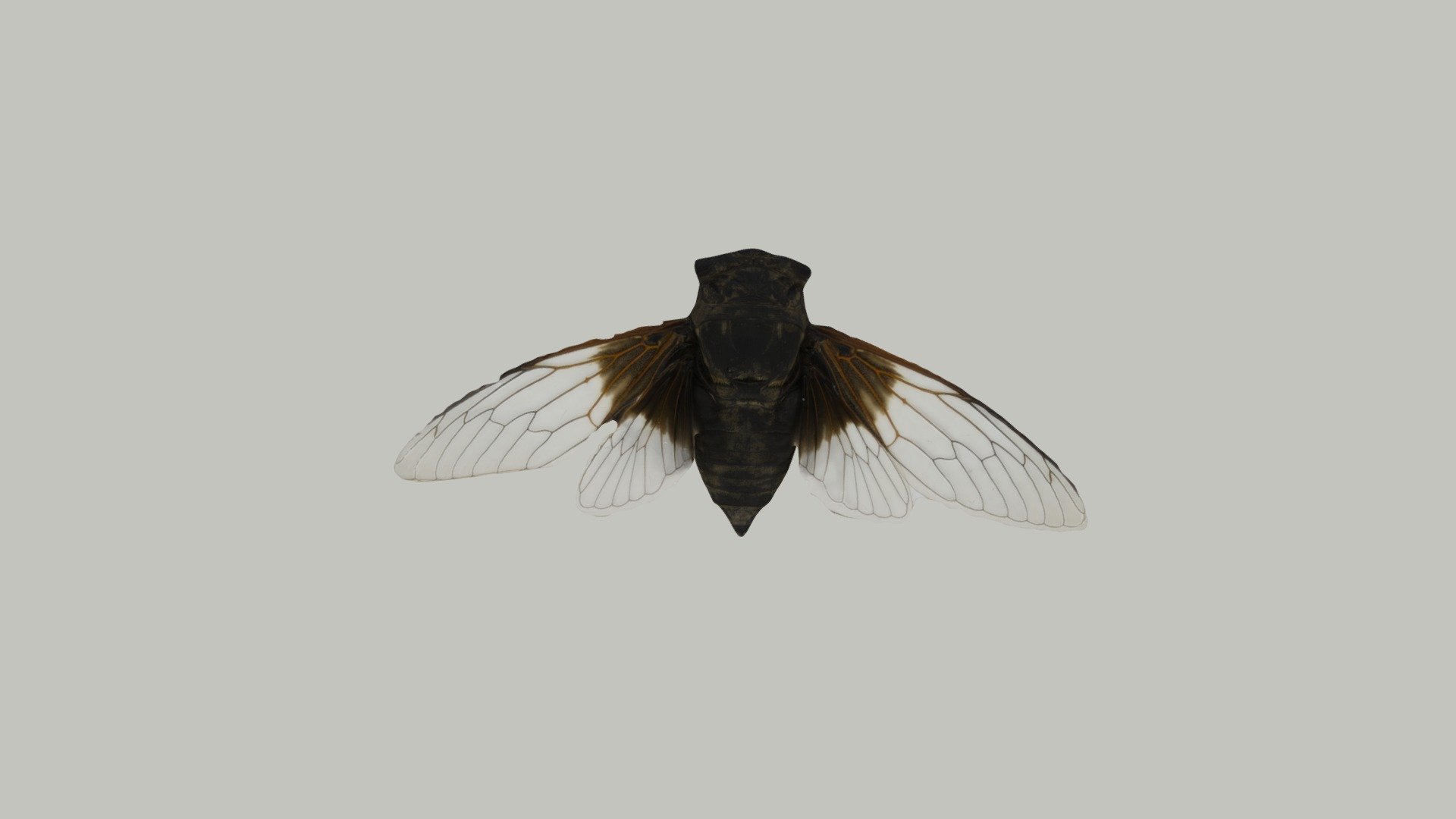 黑蚱蝉 Cryptotympana pustulata 3d model