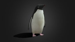 Low Poly Adelie Penguin