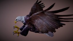 Bald Eagle Attack