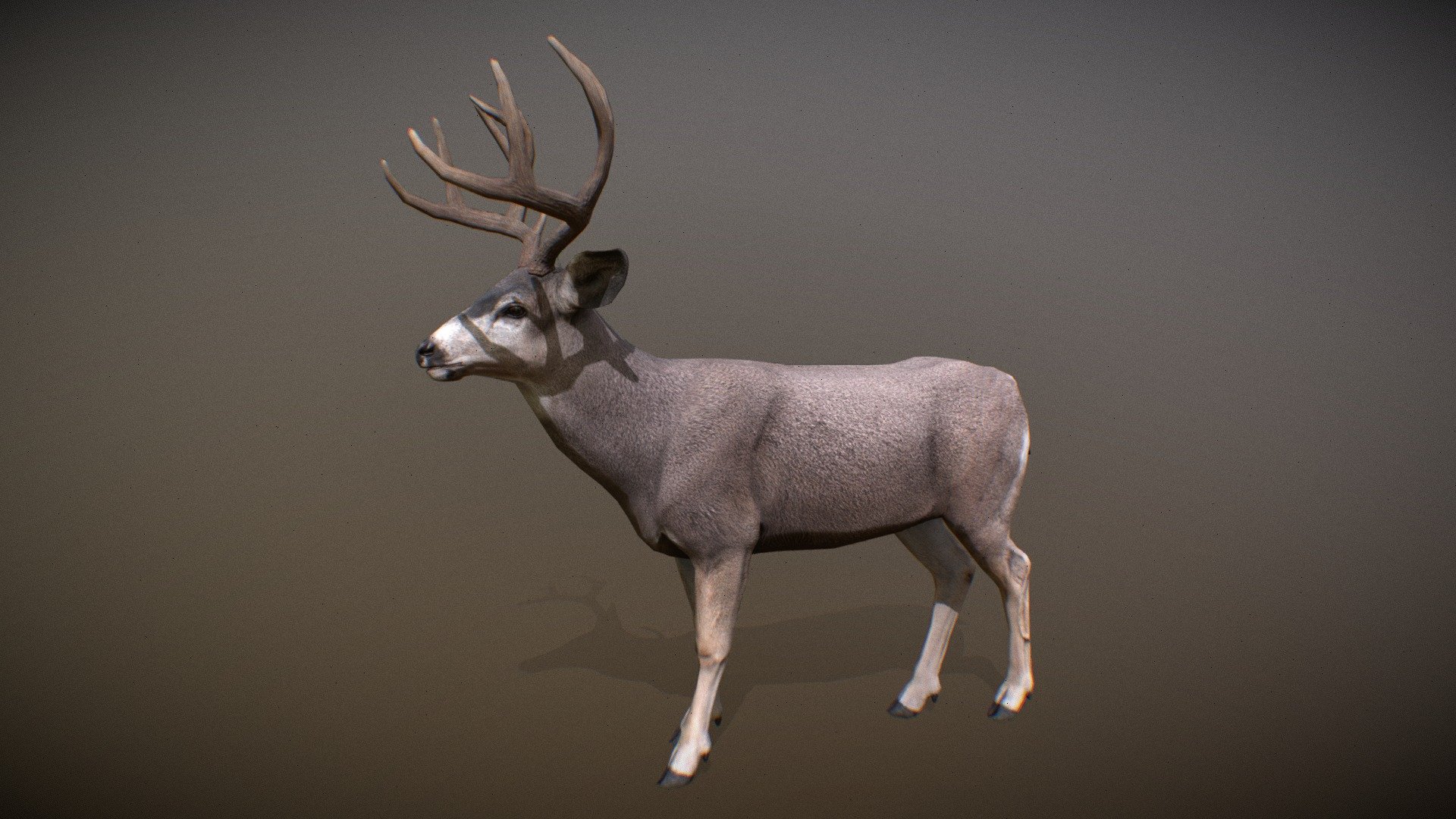 Animalia 3d model