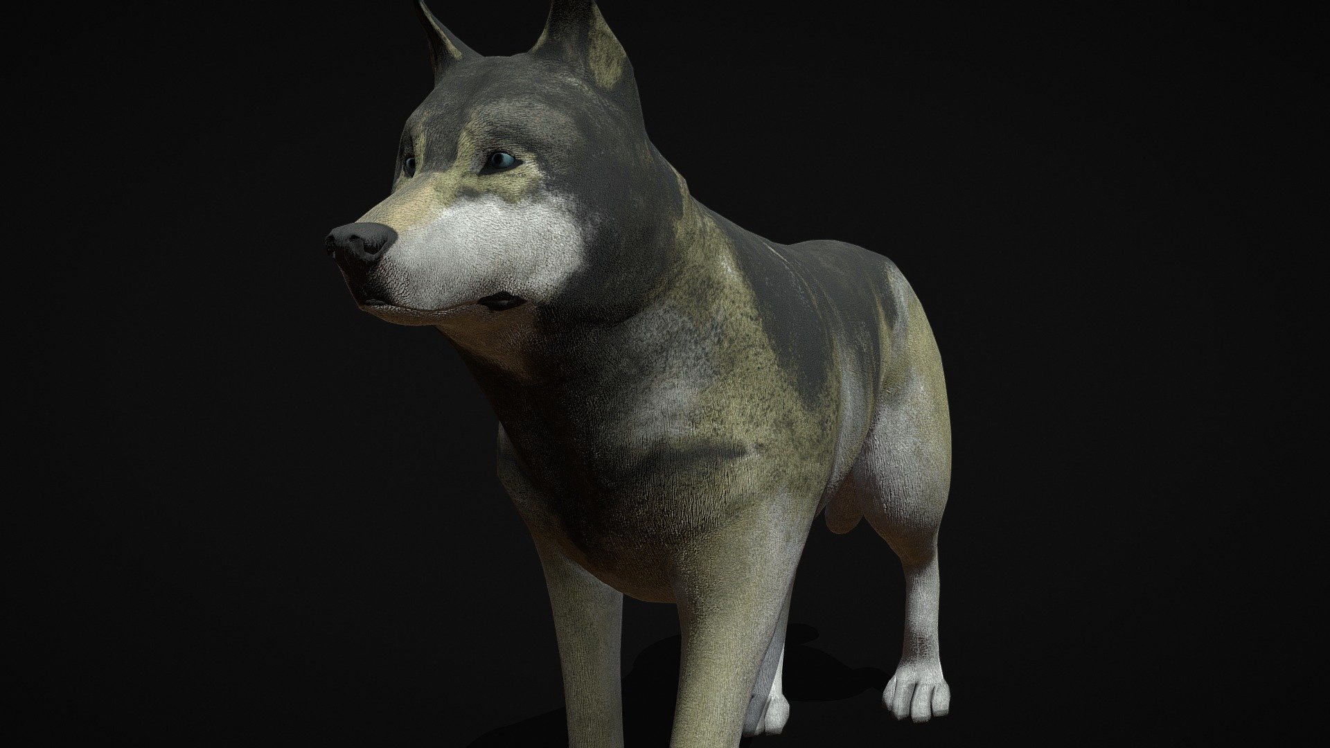 Grey realistic wolf 3d model