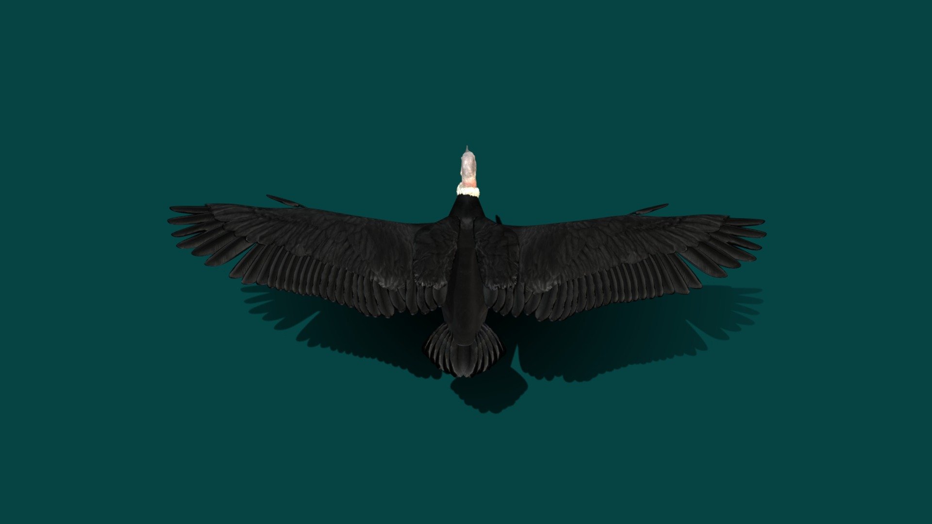 Andean Condor  Test v2 3d model