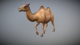 Camel Animated