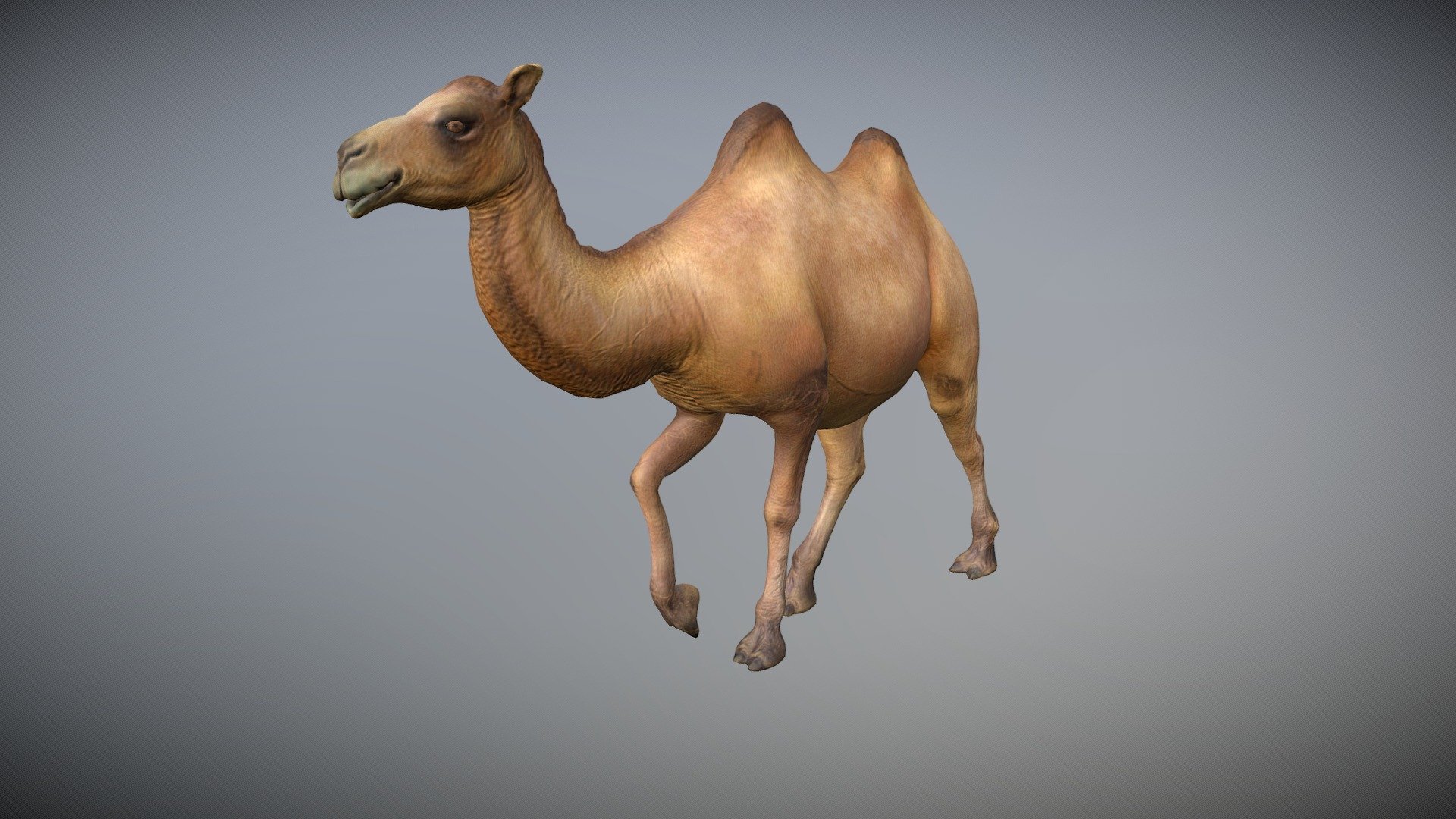 Camel Animated 3d model