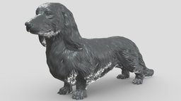 Long Haired Dachshund V1 3D print model