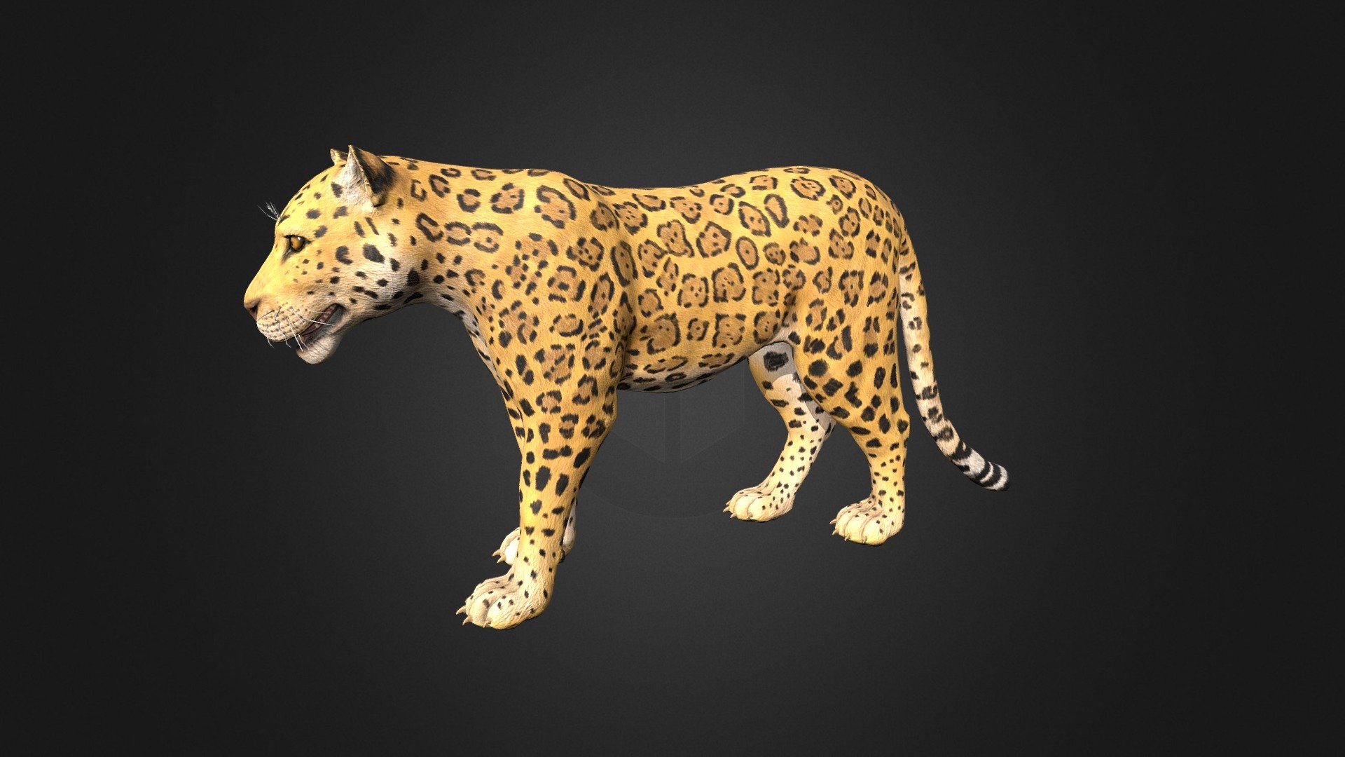 Jaguar 3d model