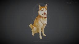 Whisky, Siberian Husky (3D-Scan, 100 pics)