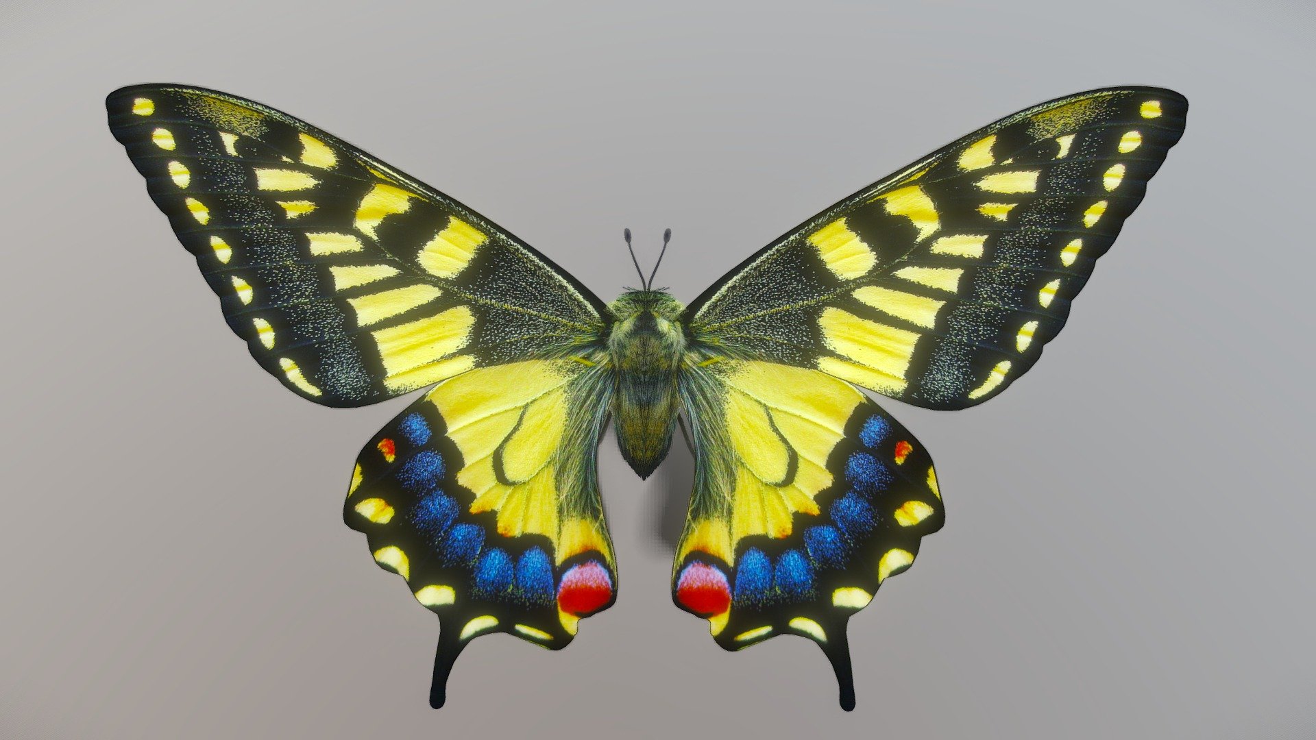 Butterfly Yellow 3d model