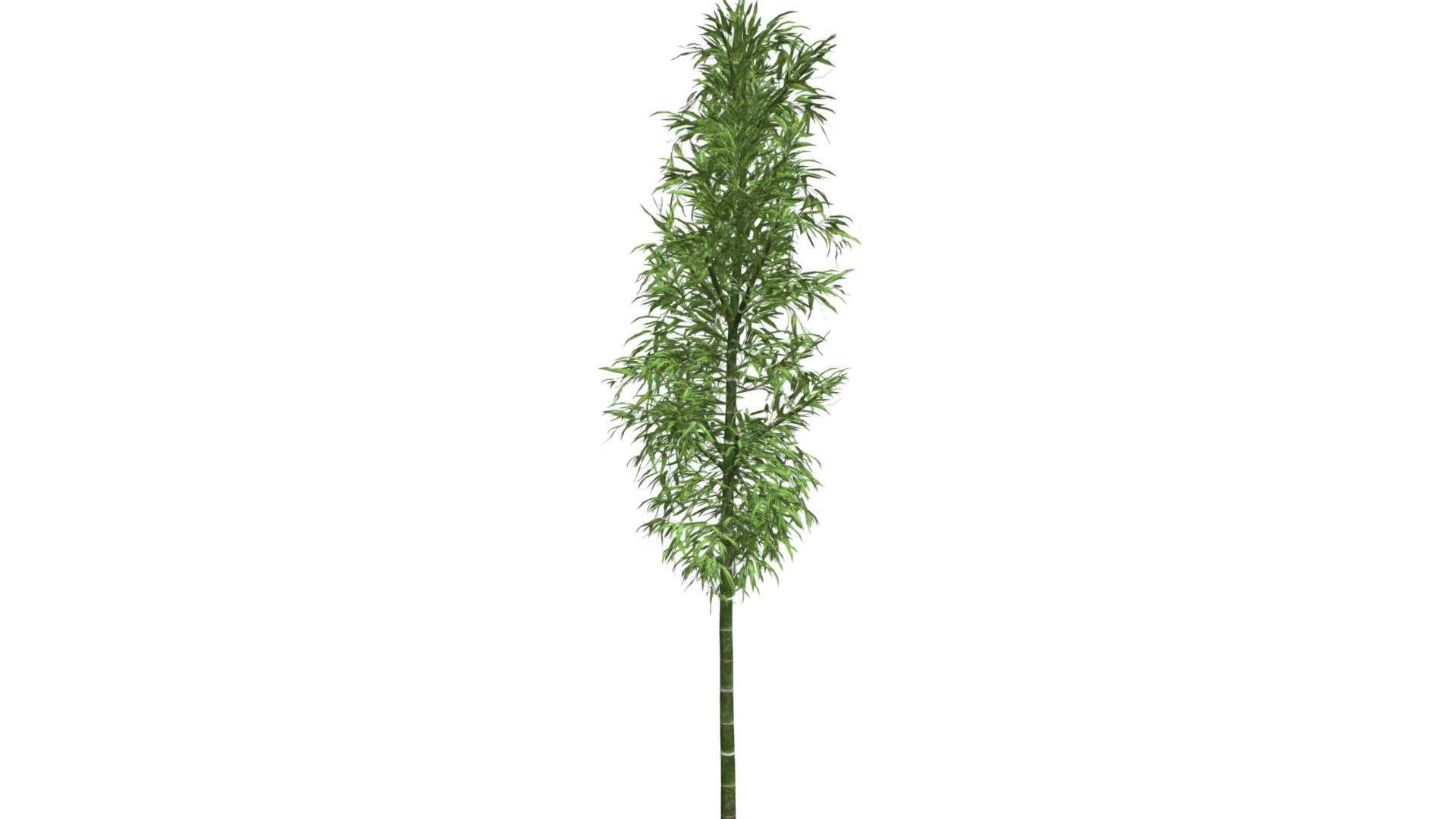 Bamboo Plant #06 3d model