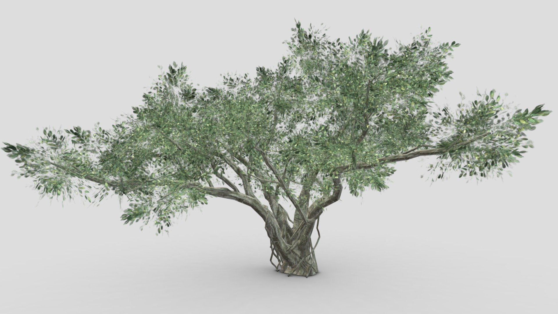 Chinese Banyan Tree- S8 3d model