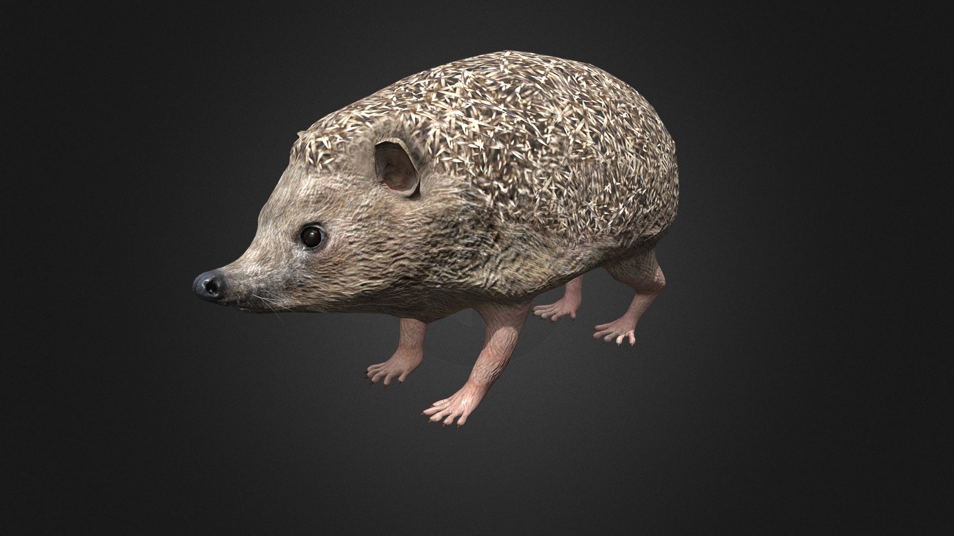 Hedgehog 3d model