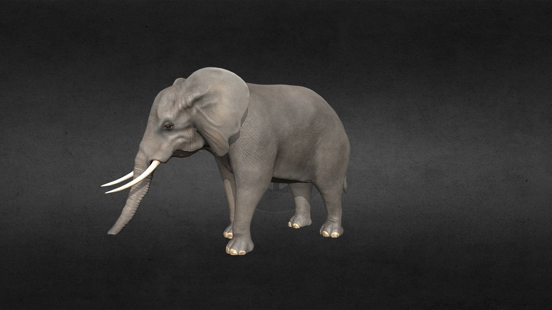 African Elephant 3d model