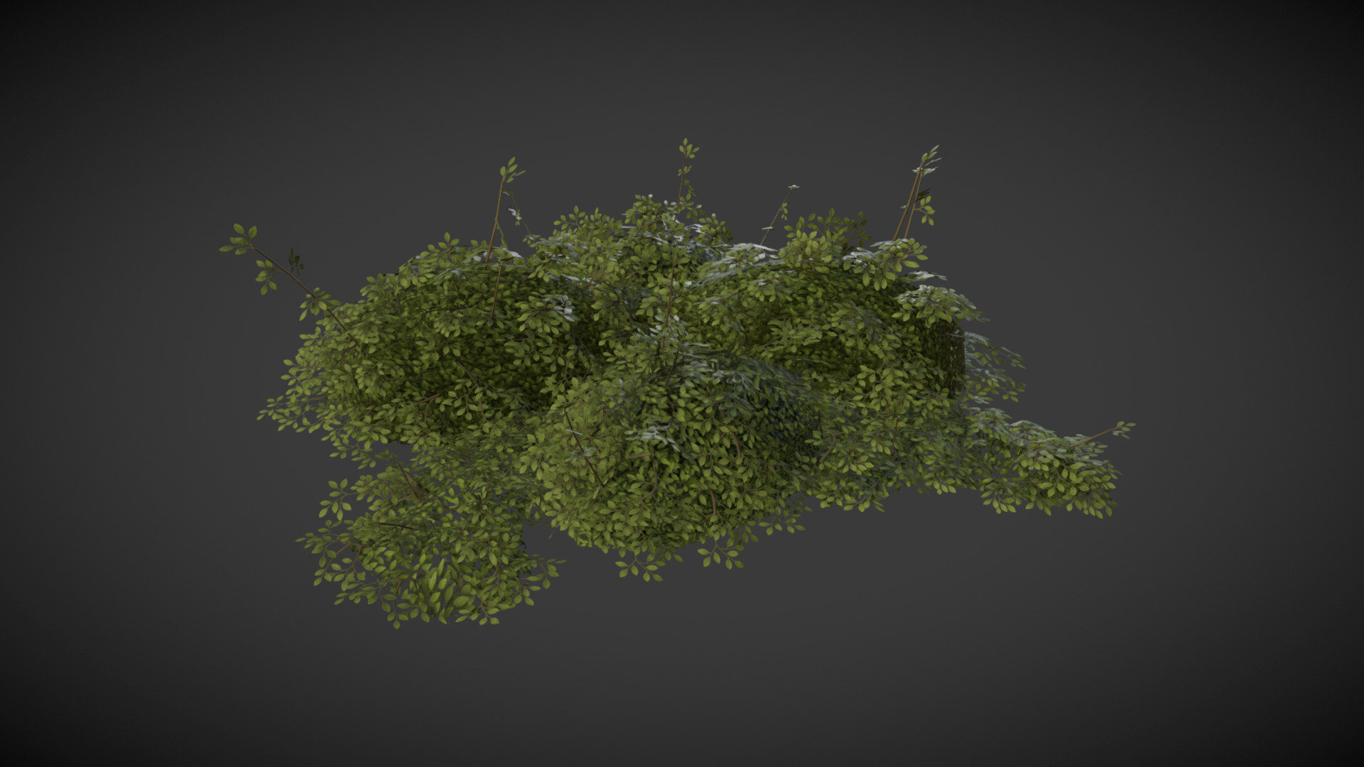 Scatherran Bush 3d model