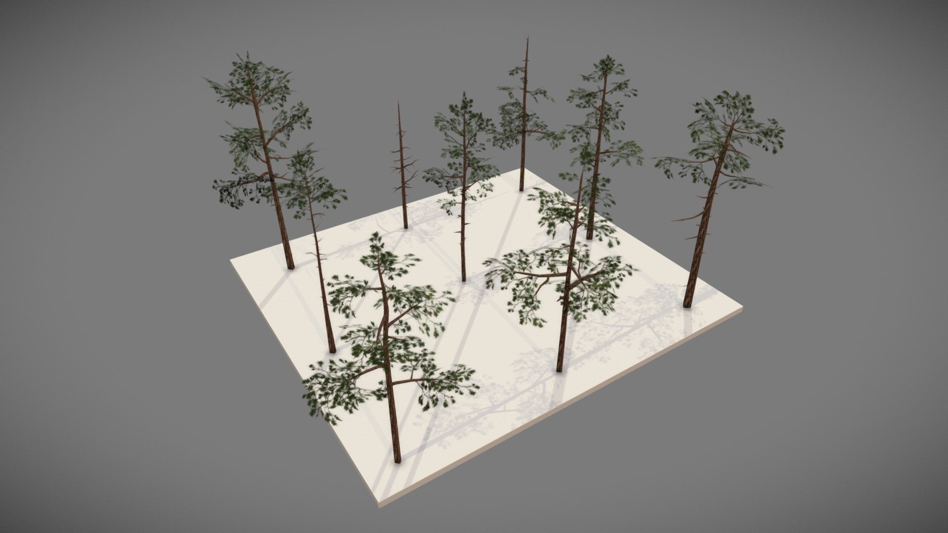 Scots Pine Trees Set 3d model