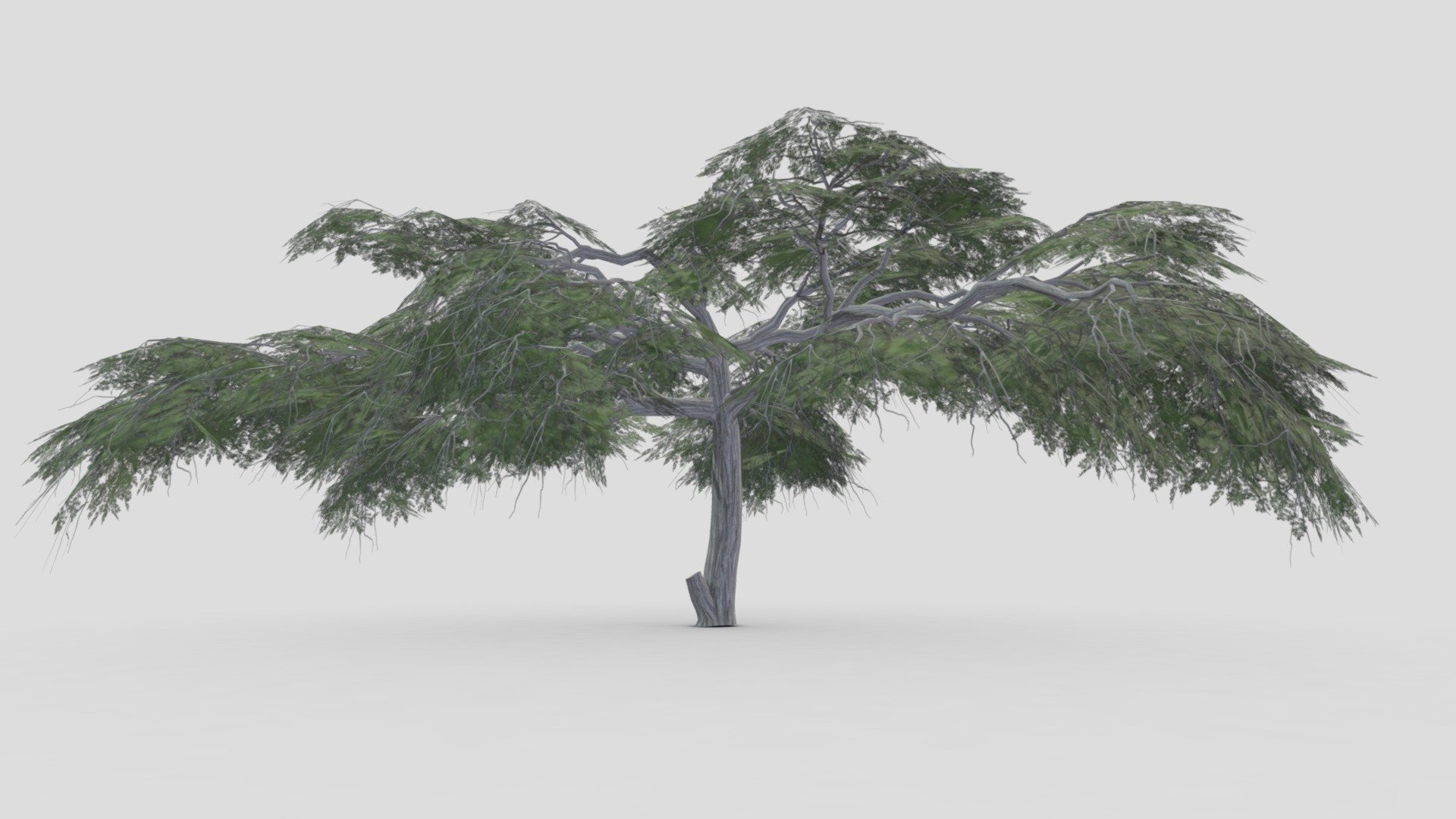 Acacia Tree- 21 3d model