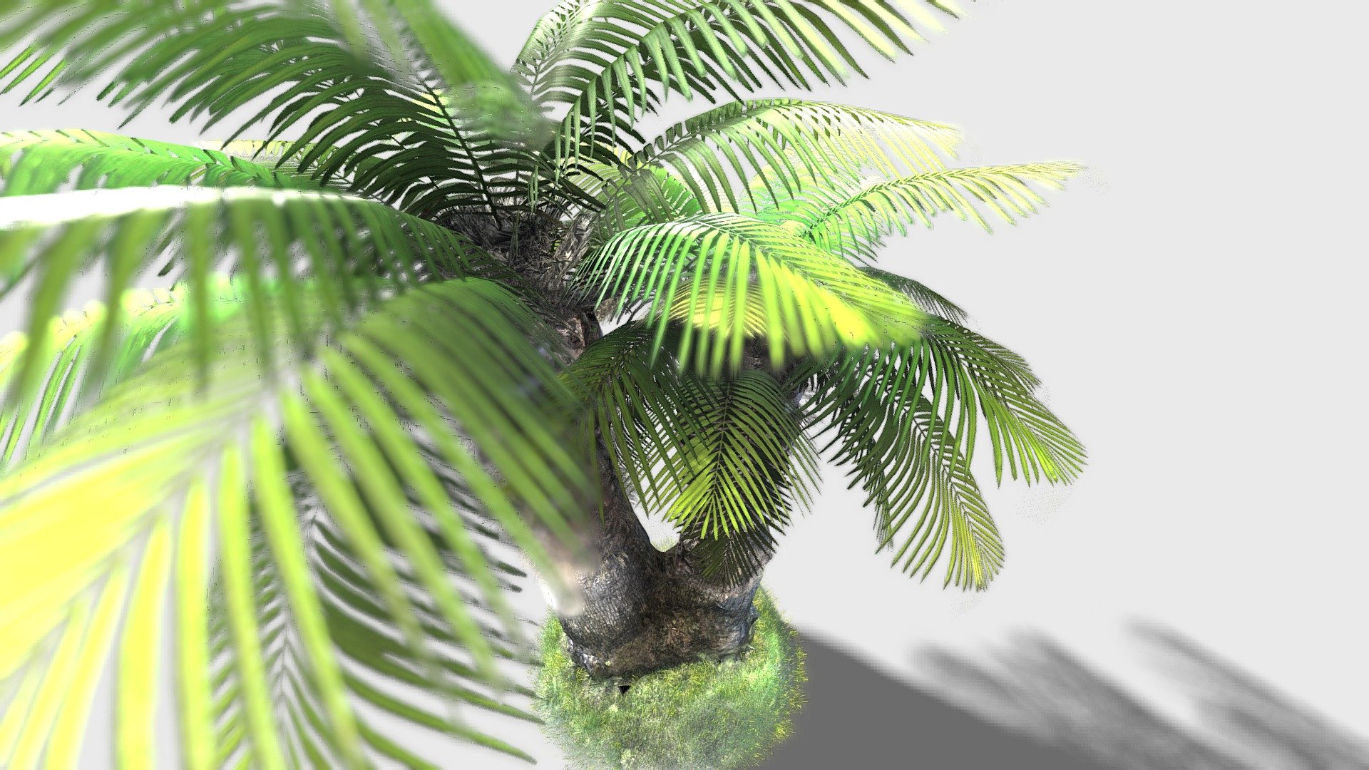 Palm tree 3d model