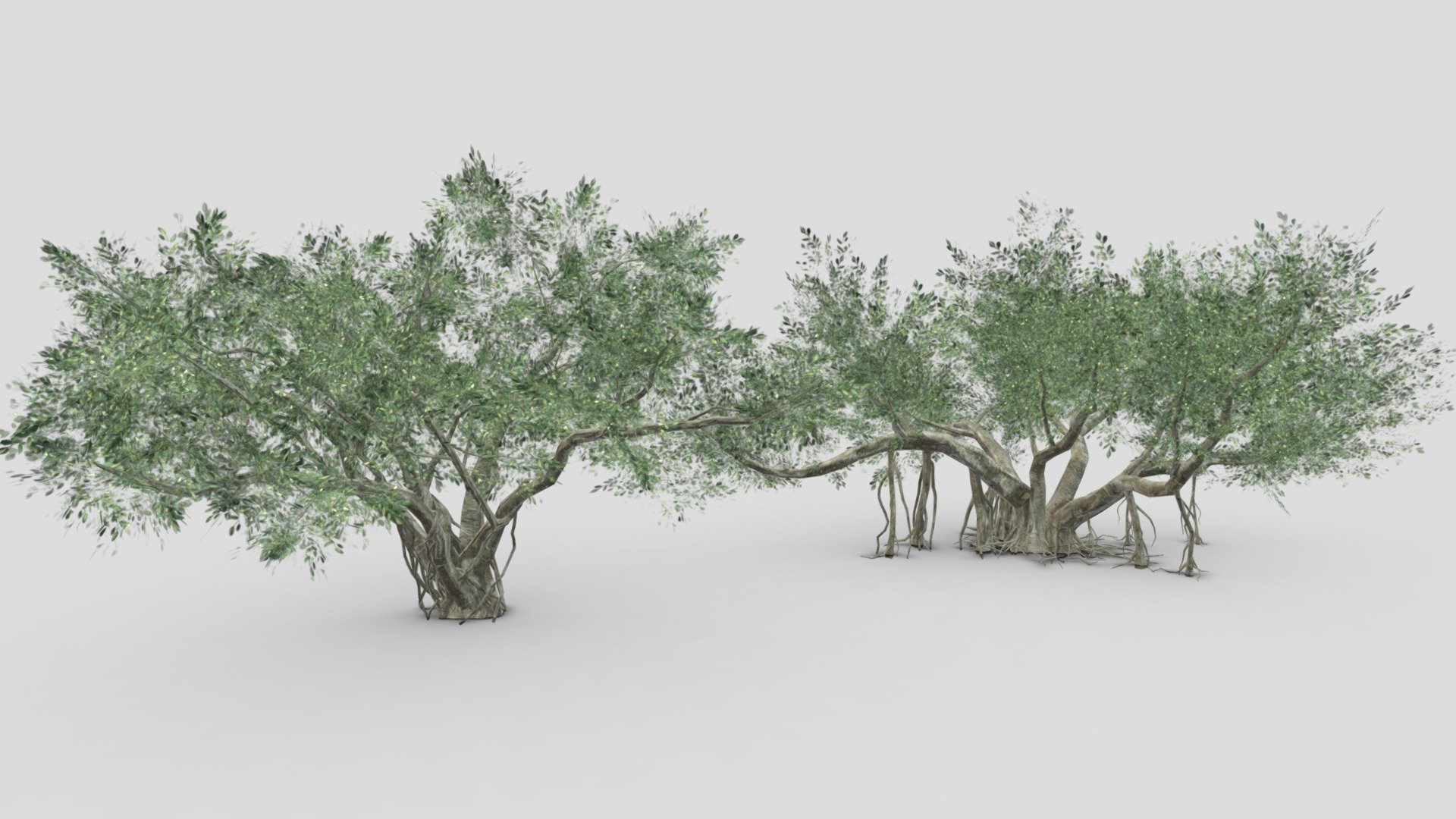 Chinese Banyan Tree- Pack- 01 3d model