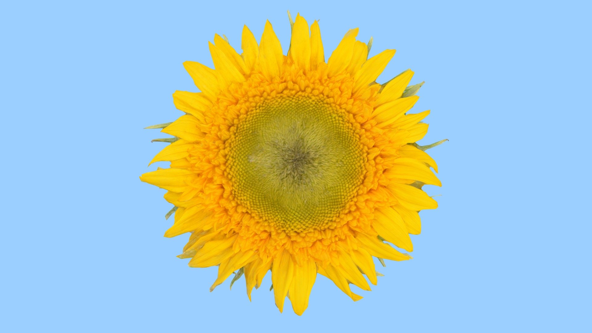 Sunflower 3d model