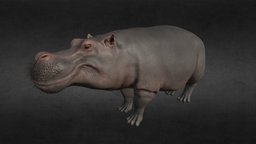 Hippopotamus