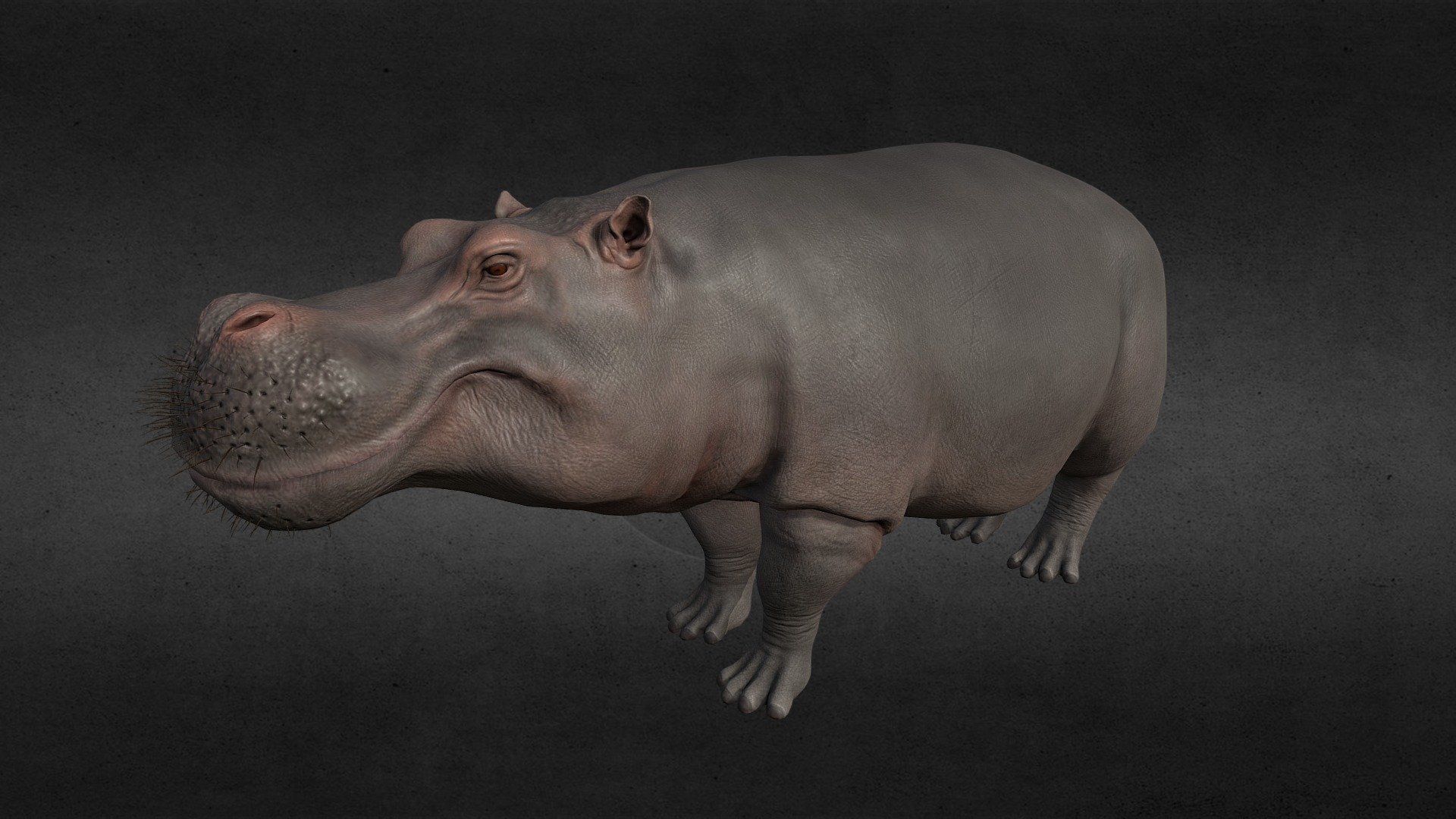 Hippopotamus 3d model