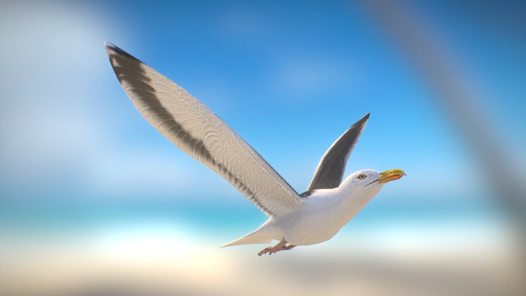 Great Black Backed Gull 3d model