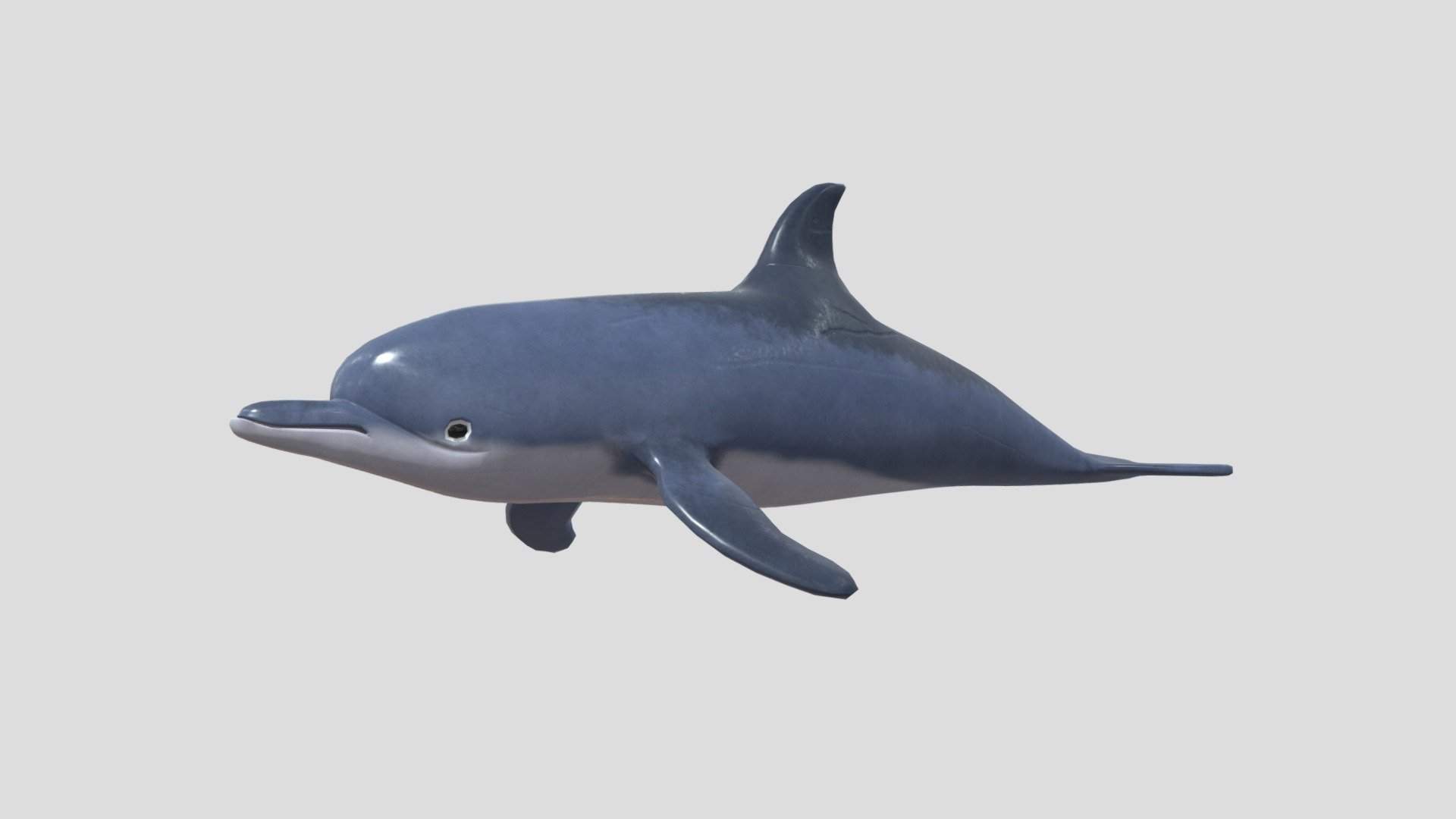 dolphin 3d model