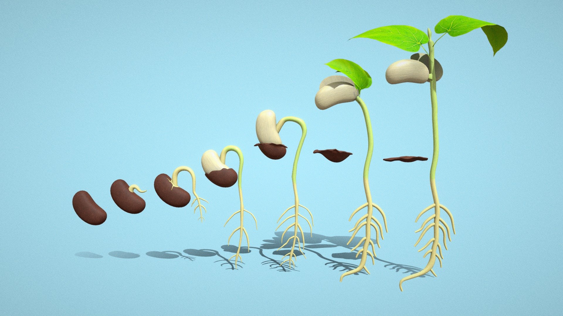 Seed Germination 3d model