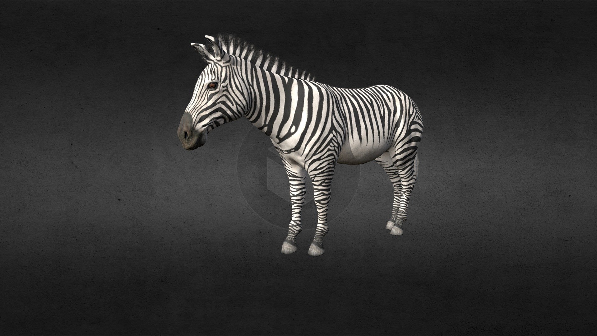 African Zebra 3d model