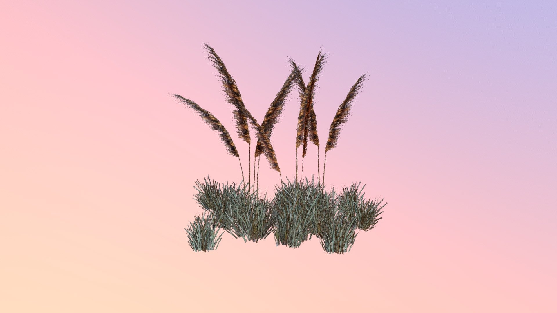 Lopsided Indiangrass (Sorghastrum secundum) 3d model