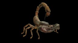 GIANT SCORPION ANIMATIONS