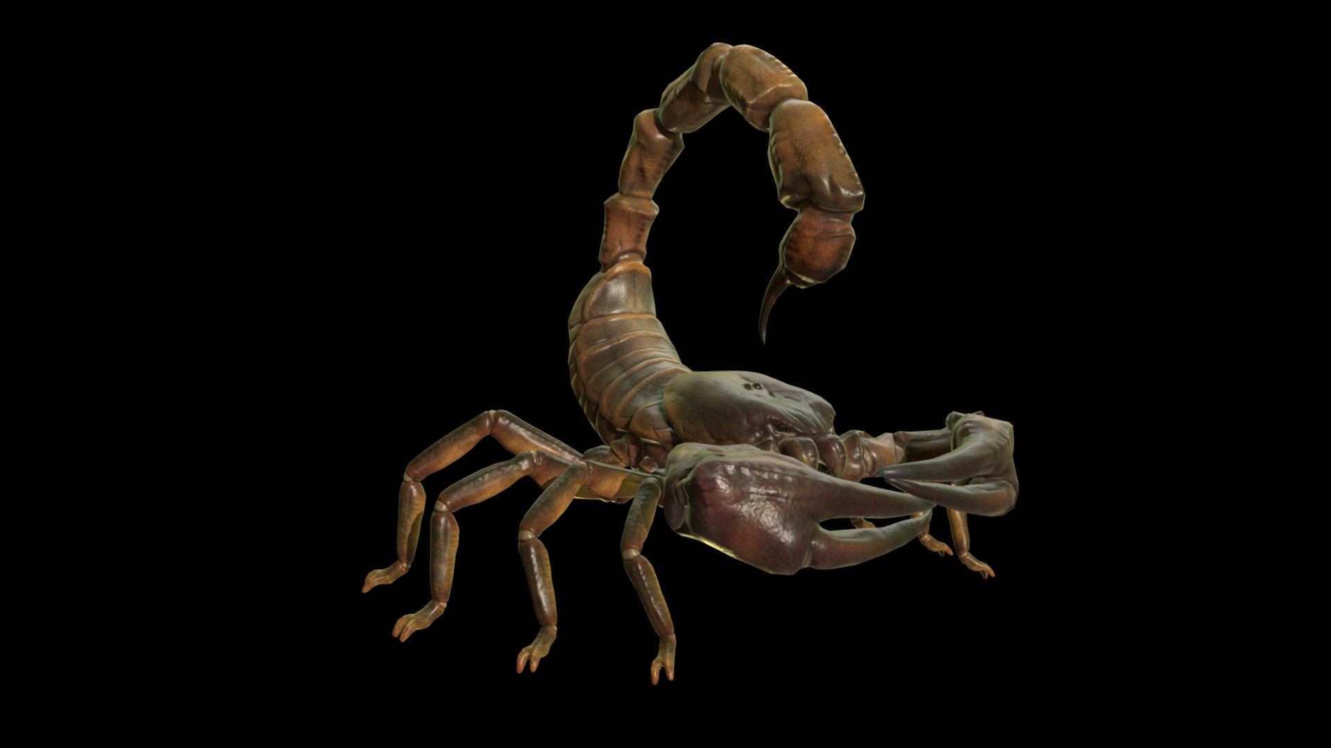 GIANT SCORPION ANIMATIONS 3d model